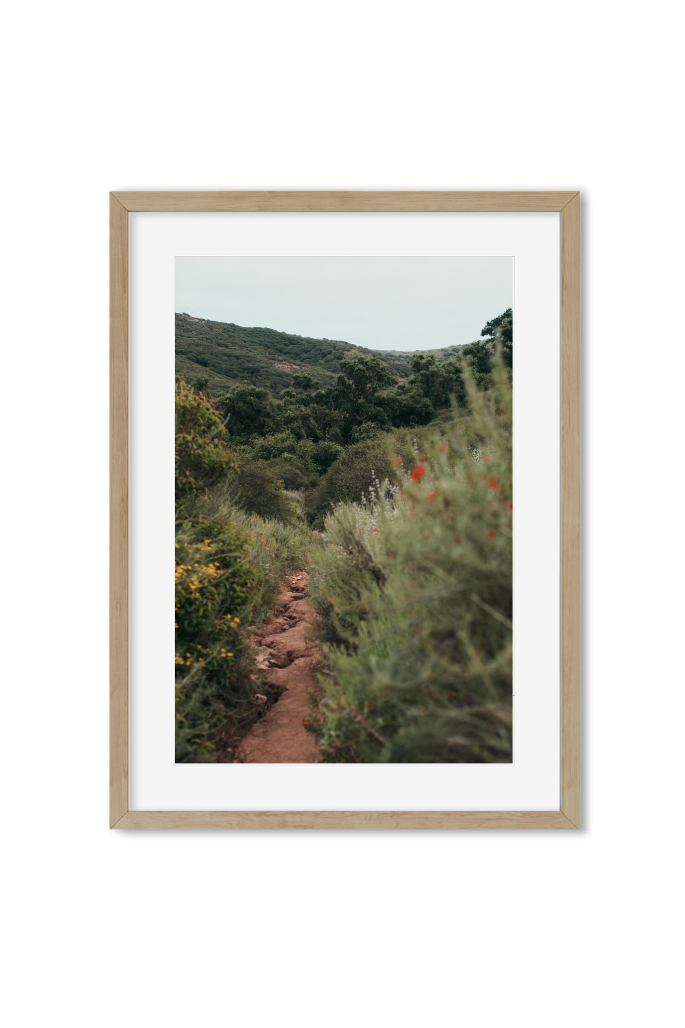 Dirt hiking trail through wildflowers and coastal scrub with green hills in the background