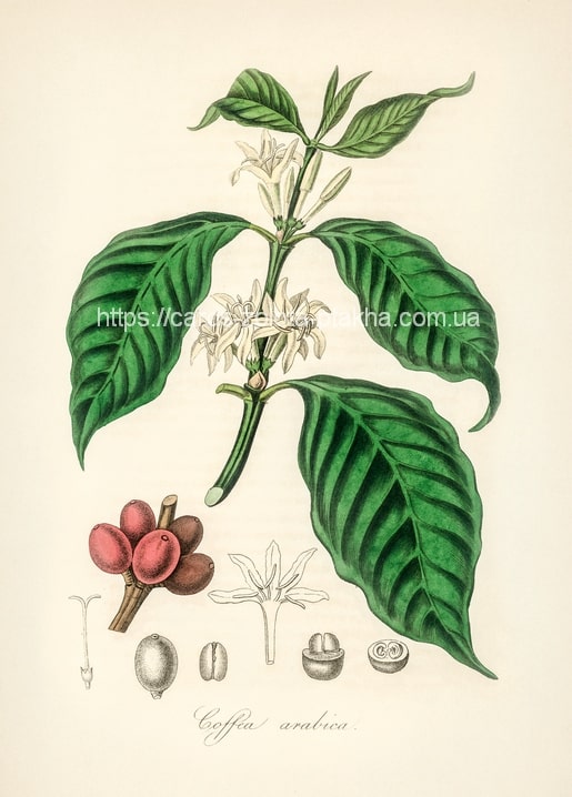 Botanische Illustration der Kaffeepflanze Coffea arabica mit Beeren und weißen Blüten