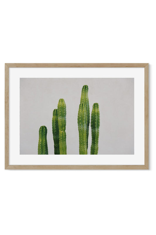 Five tall columnar cacti of varying height standing against a plain pale wall