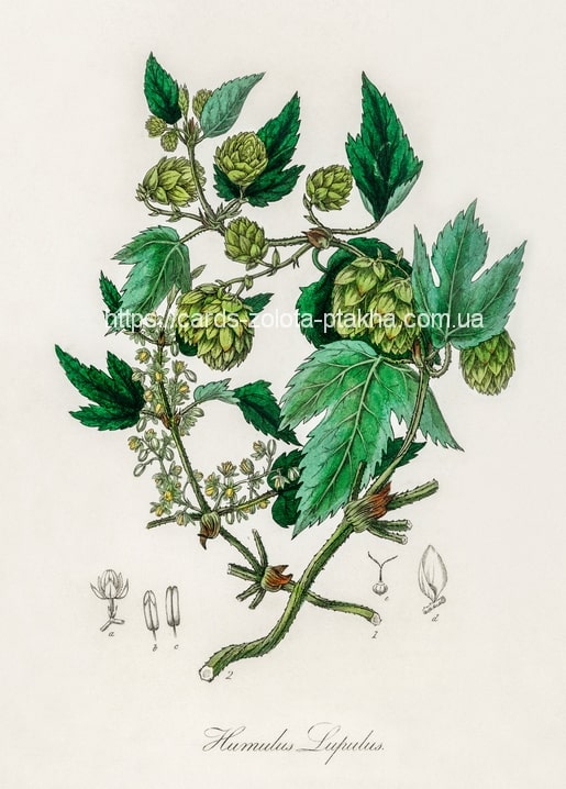 Vintage botanical engraving of hop vine (Humulus lupulus) with green cone flowers and lobed leaves