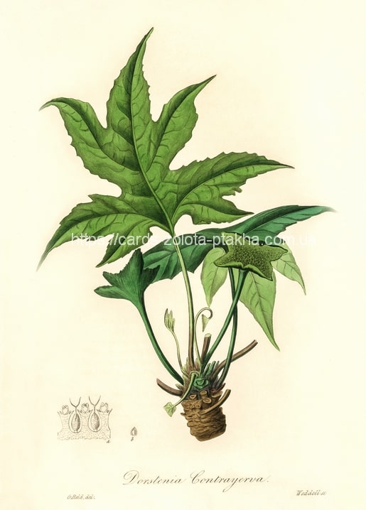 Botanische Illustration von Dorstenia contrayerva mit großem gelapptem Blatt und Rhizom.