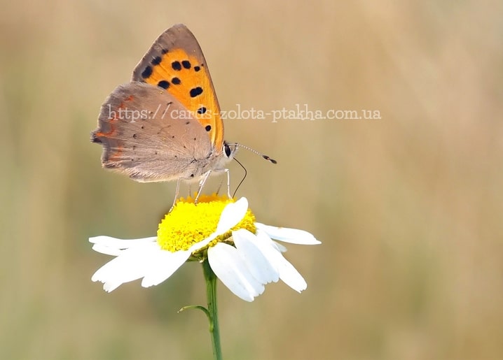 Kupferfarbener Schmetterling auf einem weißen Gänseblümchen vor warmem, unscharfem Hintergrund