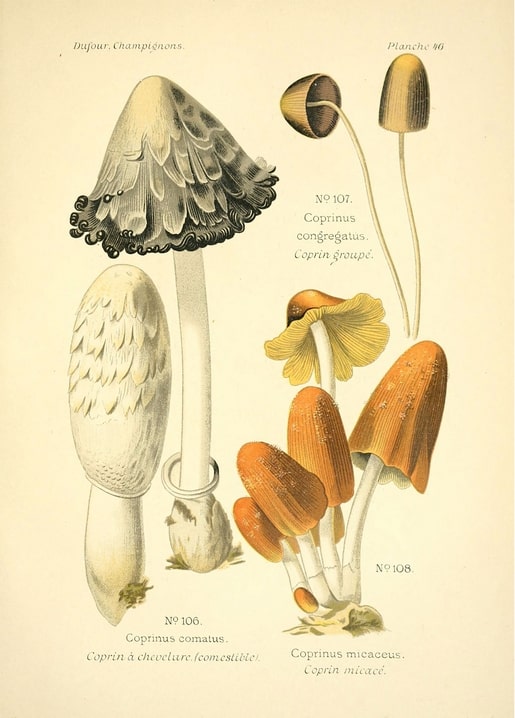 Вінтажна ілюстрація грибів Coprinus comatus і Coprinus micaceus