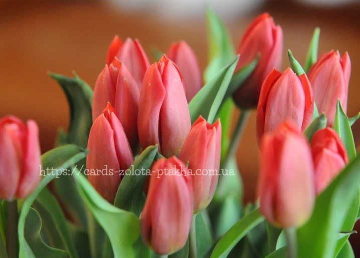 Bündel geschlossener korallenfarbener Tulpenknospen im warmen Licht
