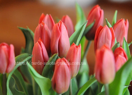 Bündel geschlossener korallenfarbener Tulpenknospen im warmen Licht