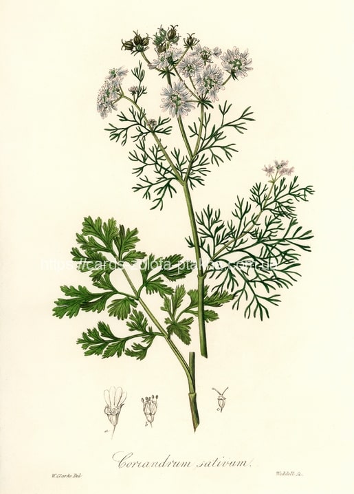 Botanische Vintage-Illustration von Koriander (Coriandrum sativum) mit weißen Blütendolden und gefiedertem Laub