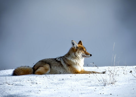 Coyote lying alert on a snowy ridge with ears forward against a pale winter sky.