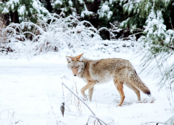 Ein Kojote läuft durch einen verschneiten Kiefernwald und blickt in die Kamera