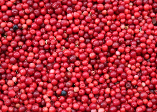 Close-up of glossy ripe cranberries piled densely