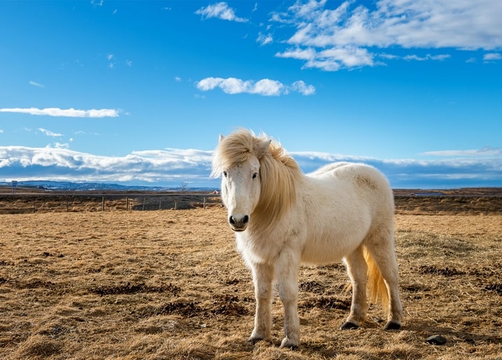 Cremefarbenes Pony mit windzerzauster Mähne steht auf goldenem Feld unter blauem Himmel