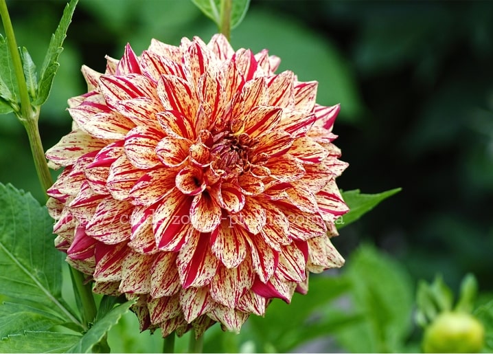 Close-up of a cream and red speckled dahlia flower in full bloom