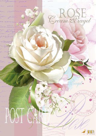 Cremeweiße Rose in voller Blüte mit rosa Rose und weißen Blüten im Hintergrund