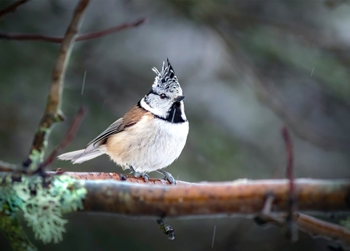 Crested tit perched on a lichen-covered branch in light rain