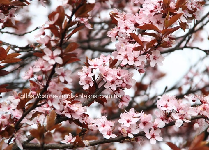 Pink blossom branches with dark red leaves against a pale sky