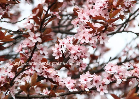 Zweige mit rosa Blüten und dunkelroten Blättern vor blassem Himmel