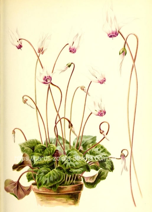 Vintage-botanische Illustration von rosa Alpenveilchen im Topf