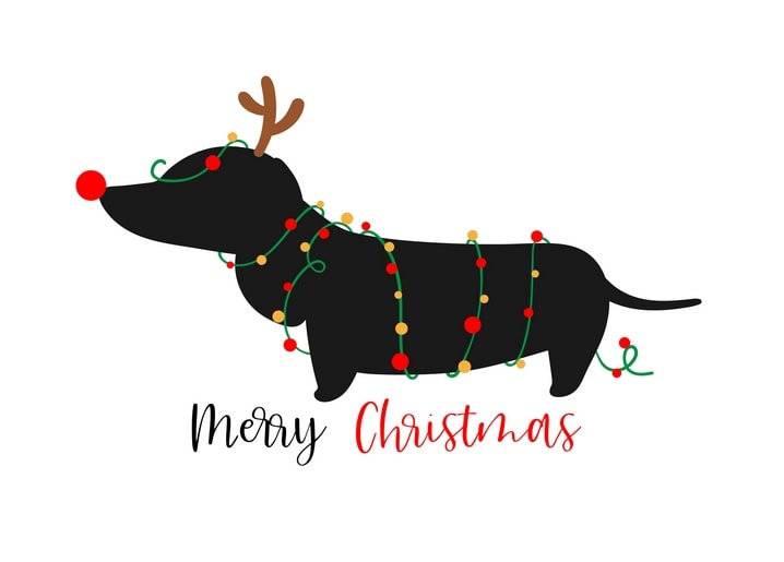 Black dachshund wrapped in fairy lights wearing reindeer antlers and a red nose
