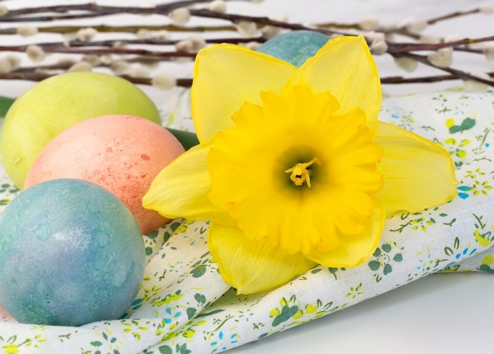 Golden daffodil beside mint, blush, and blue dyed Easter eggs on a floral cloth