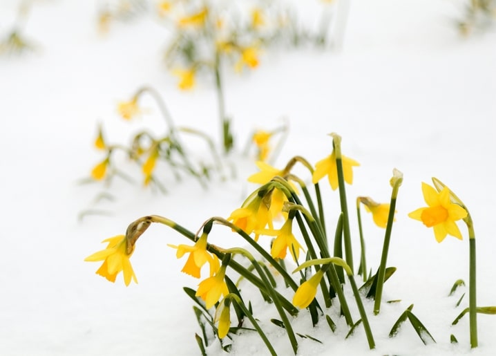 Yellow daffodils blooming through a layer of fresh snow