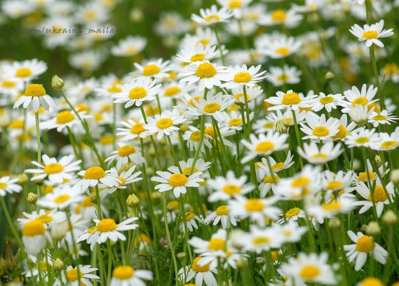 Dichtes Feld weißer Margeriten mit gelben Blütenmitten im Sommer