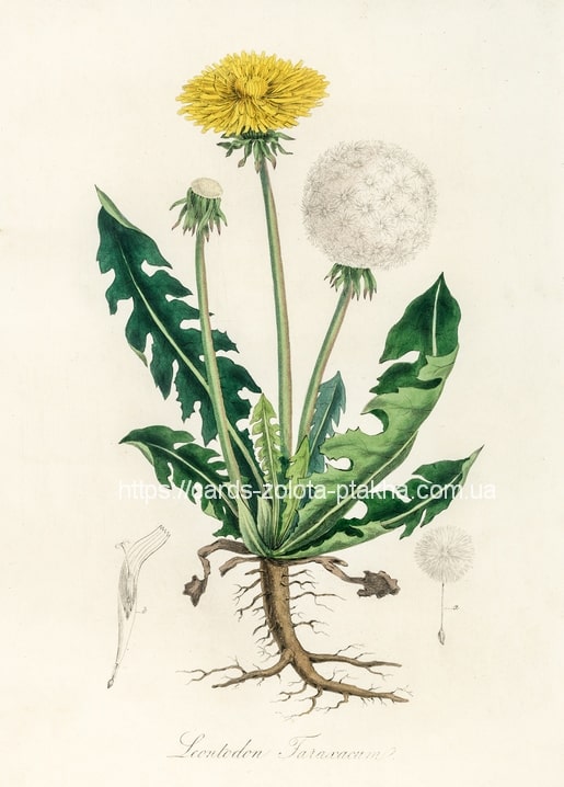 Botanische Illustration von Löwenzahn mit Blüte, Pusteblume und Wurzel