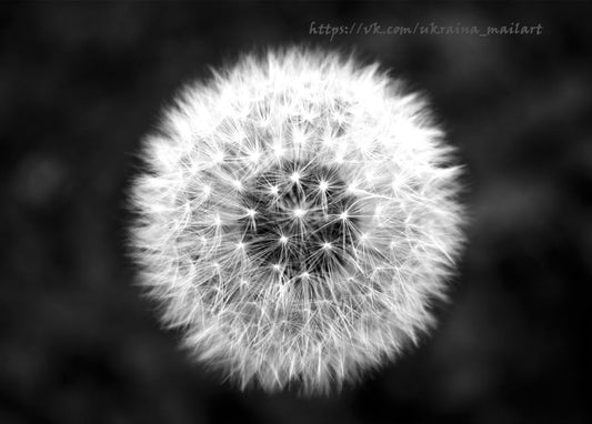 Makroaufnahme einer Pusteblume mit silbrigen Schirmchen vor schwarzem Hintergrund
