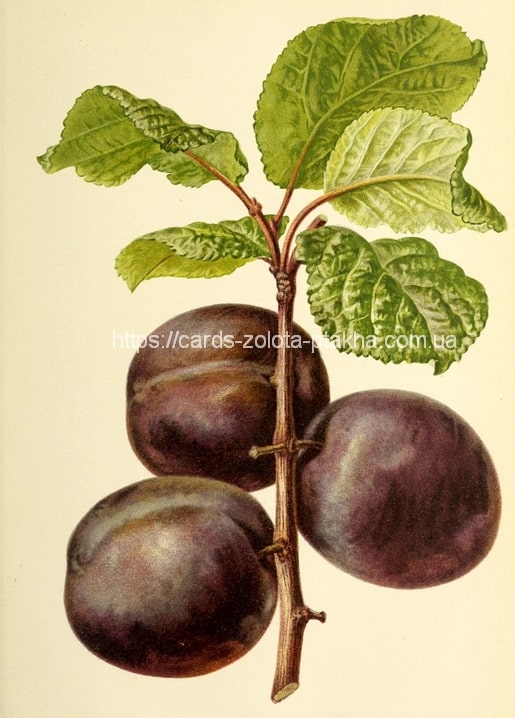 Botanische Vintage-Illustration dunkler Pflaumen mit Duftfilm auf einem belaubten Zweig