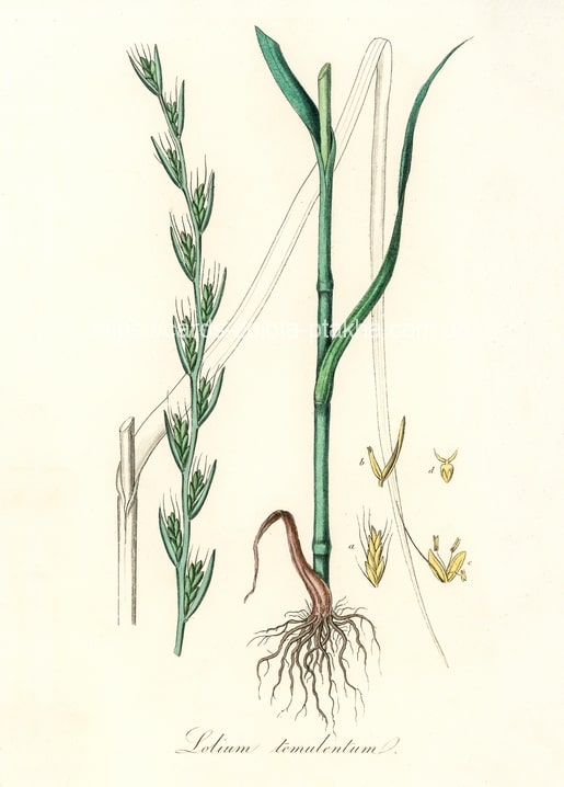 Hand-colored 19th-century botanical illustration of darnel grass (Lolium temulentum) with root and seed detail