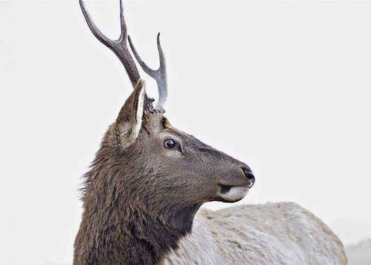 Hirsch im Nahporträt und Profil mit hohem verzweigtem Geweih vor hellem Himmel