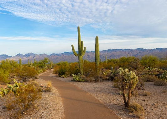 Schotterweg in der Wüste zwischen Saguaro-Kakteen und fernen Bergen