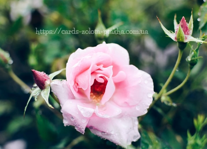Nahaufnahme einer taubedeckten rosa Rose mit Knospen im grünen Garten