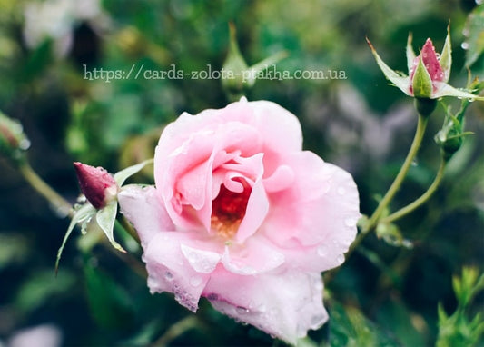 Nahaufnahme einer taubedeckten rosa Rose mit Knospen im grünen Garten