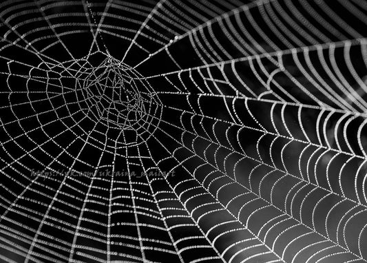 Schwarz-weißes Makrofoto eines taubetropften Spinnennetzes vor dunklem Hintergrund