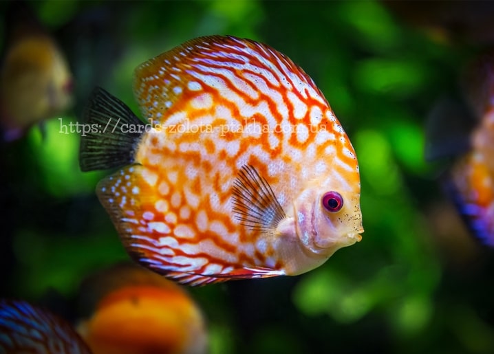Diskusfisch mit rot-weißem Muster in Nahaufnahme im Aquarium
