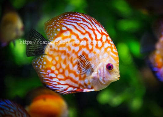 Diskusfisch mit rot-weißem Muster in Nahaufnahme im Aquarium