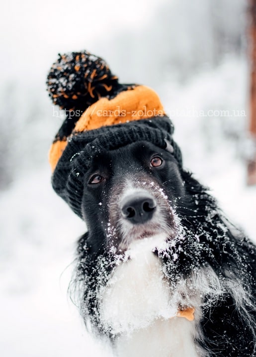 Schwarzweißer Hund blickt unter orangefarbener Bommelmütze hervor, Schnee auf der Nase