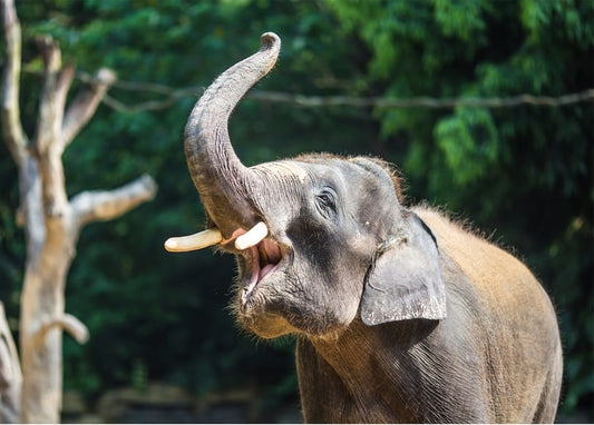 Asiatischer Elefant trompetet mit erhobenem Rüssel und offenem Maul im Dschungel