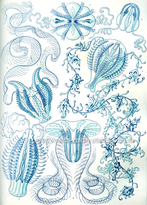 Feine blaue Tuschezeichnung von Quallen und Siphonophoren mit langen Tentakeln im Stil Ernst Haeckels
