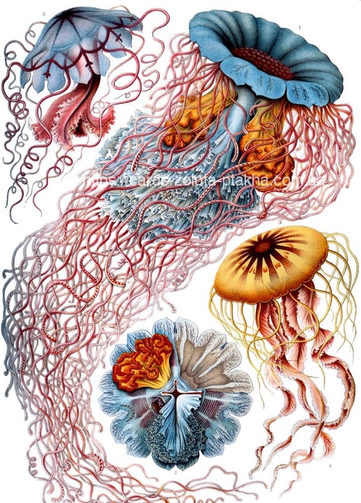 Bunte Illustration von Quallen in Blau, Orange und Rosa im Naturkundestil Ernst Haeckels
