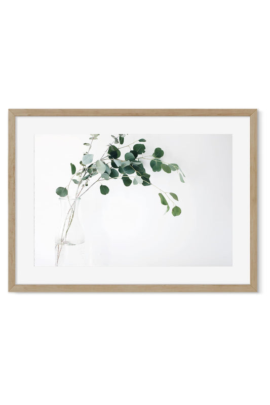 Silvery eucalyptus branches in a clear glass vase against a white wall