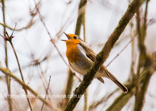 Rotkehlchen singt auf einem kahlen Frühlingszweig, orange Brust vor grauem Geäst