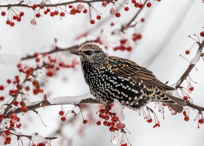 Star sitzt auf einem vereisten Zweig zwischen roten Winterbeeren