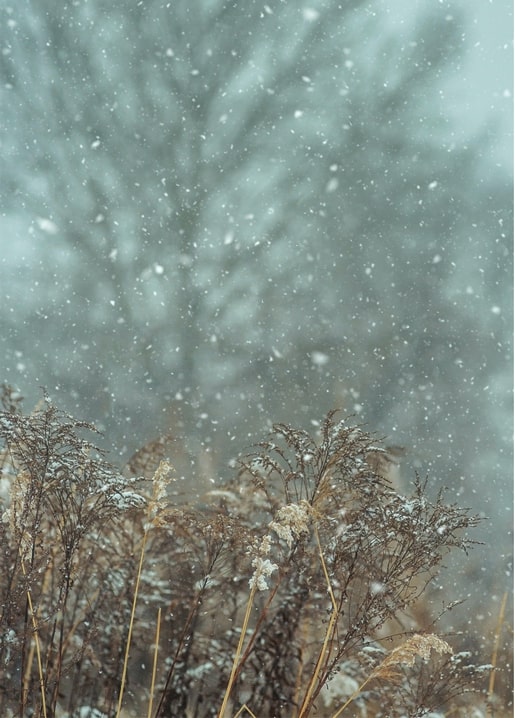 Snow falling over dry grasses with bare trees blurred in the background