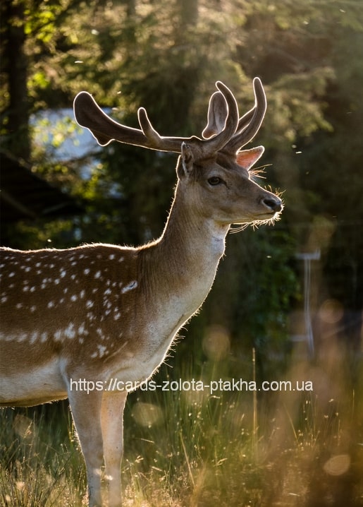 Junger Damhirsch mit geflecktem Fell im goldenen Gegenlicht des Waldes