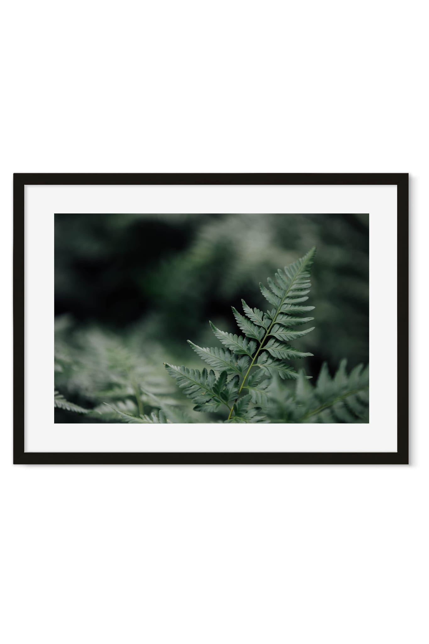 Macro shot of a fern frond in sharp focus against a blurred dark green background