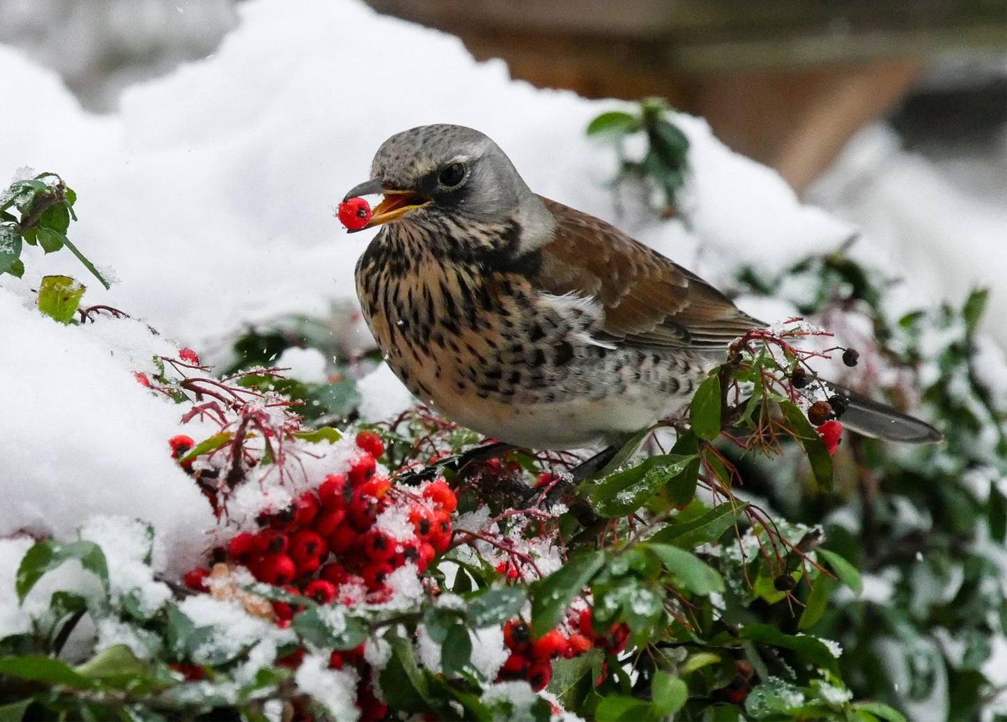 Wacholderdrossel frisst rote Vogelbeeren auf einem verschneiten Zweig