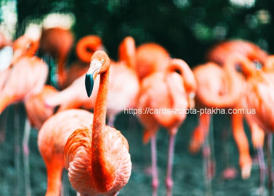 Rosa Flamingo mit gebogenem Hals scharf im Fokus vor einem unscharfen Schwarm