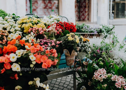 Blumenmarktstand mit Begonien, Rosen und Gänseblümchen auf der Straße