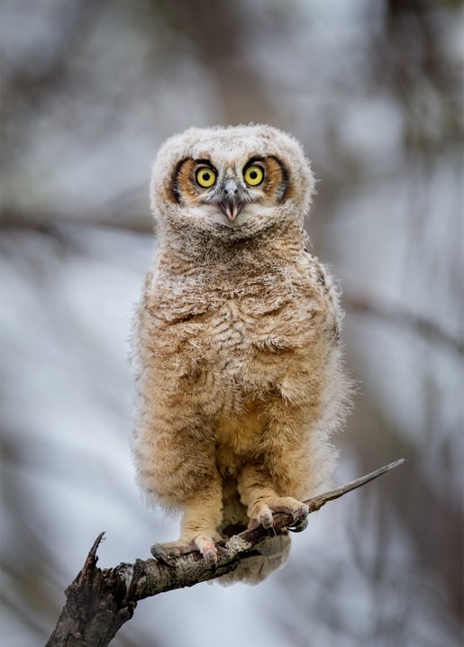 Fluffy baby owl with big yellow eyes perched on a branch against a blurred grey winter background