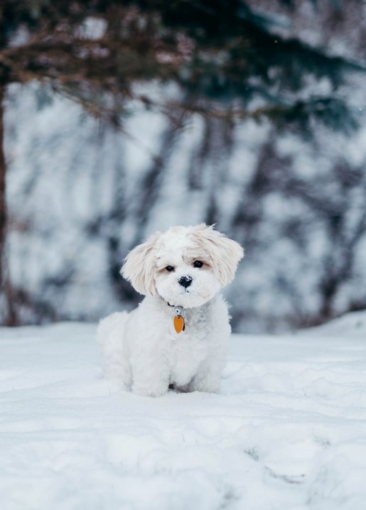 Fluffy white puppy sitting in snow with an orange collar tag, pine branches behind